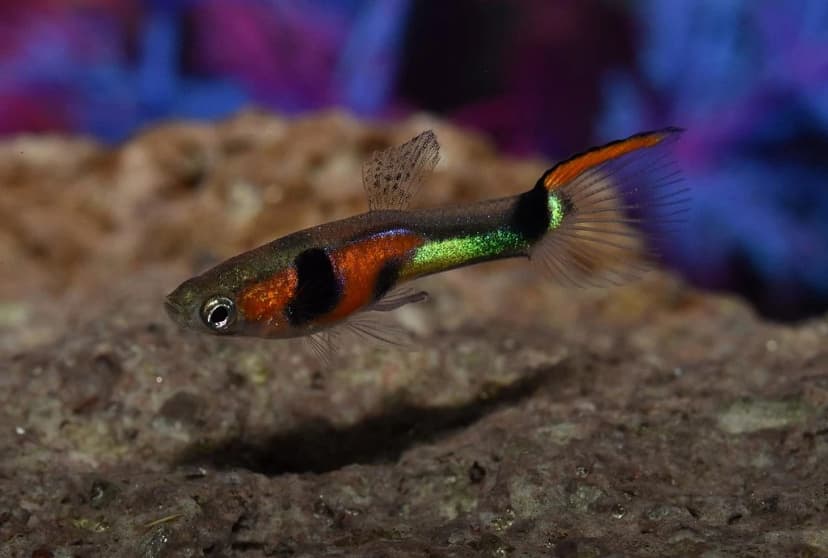 Endler's Guppy