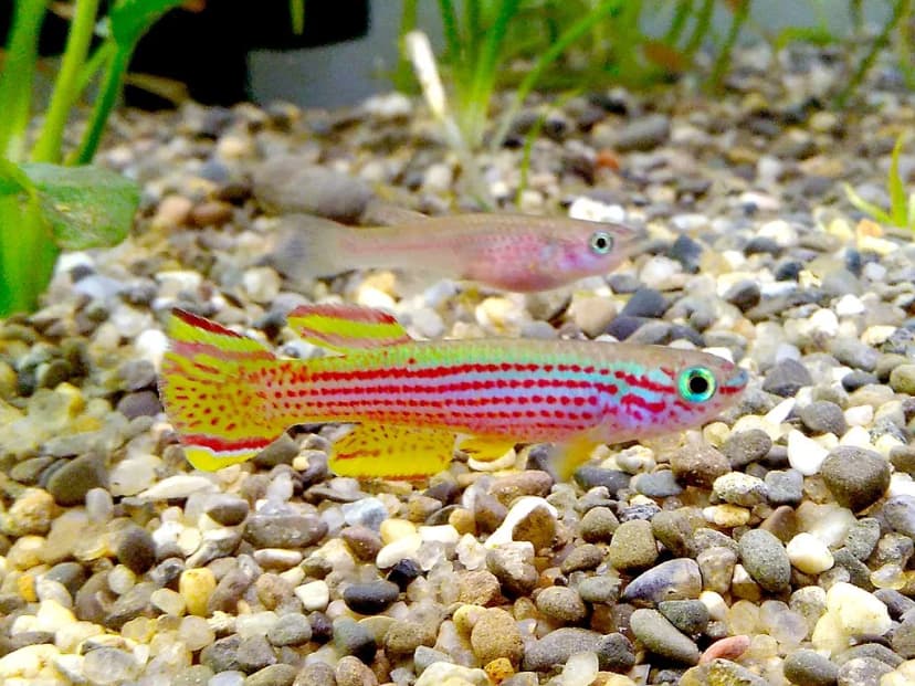 Striped Killifish