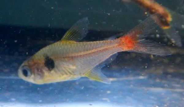 Rosy Tetra