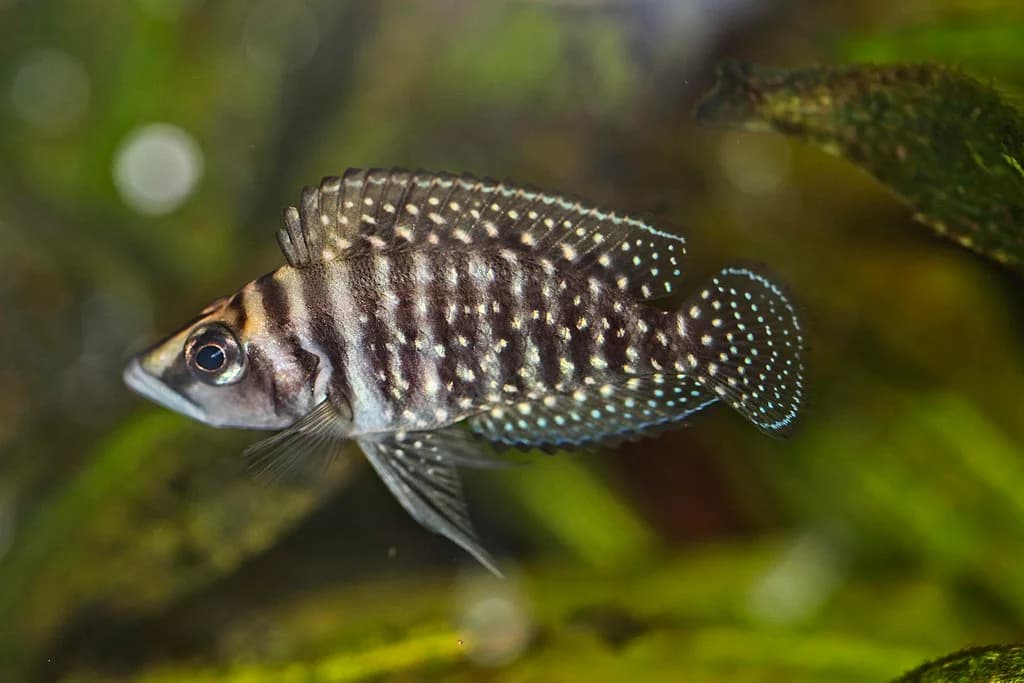 Calvus Cichlid