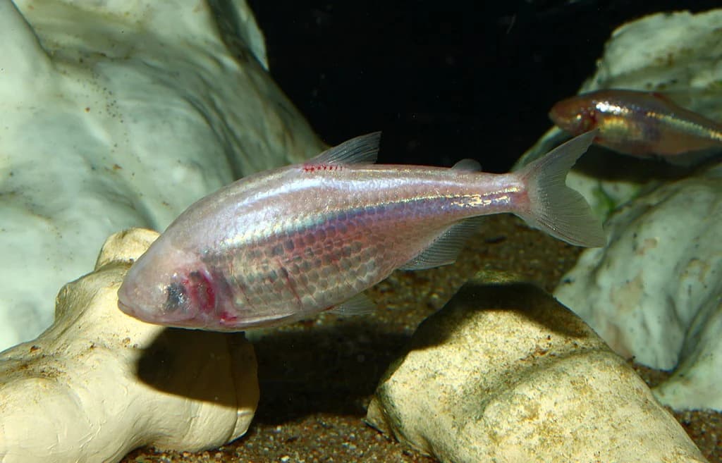 Mexican Tetra