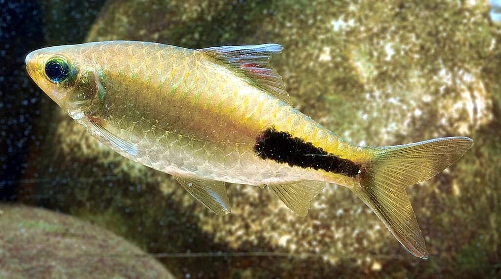 Rohan's Barb