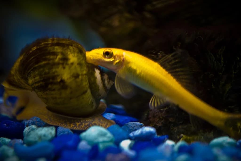 Chinese Algae Eater