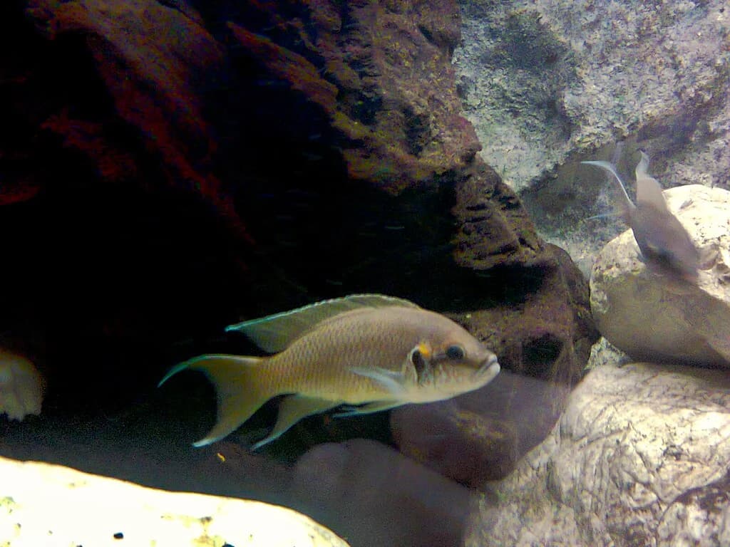 Daffodil Cichlid