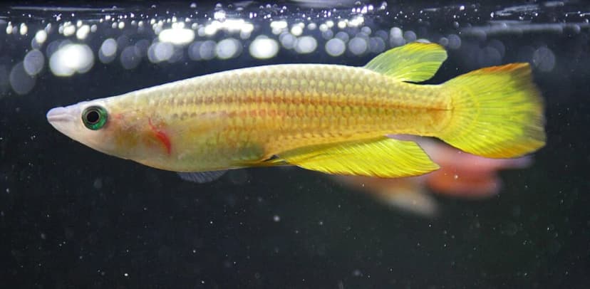 Striped Panchax