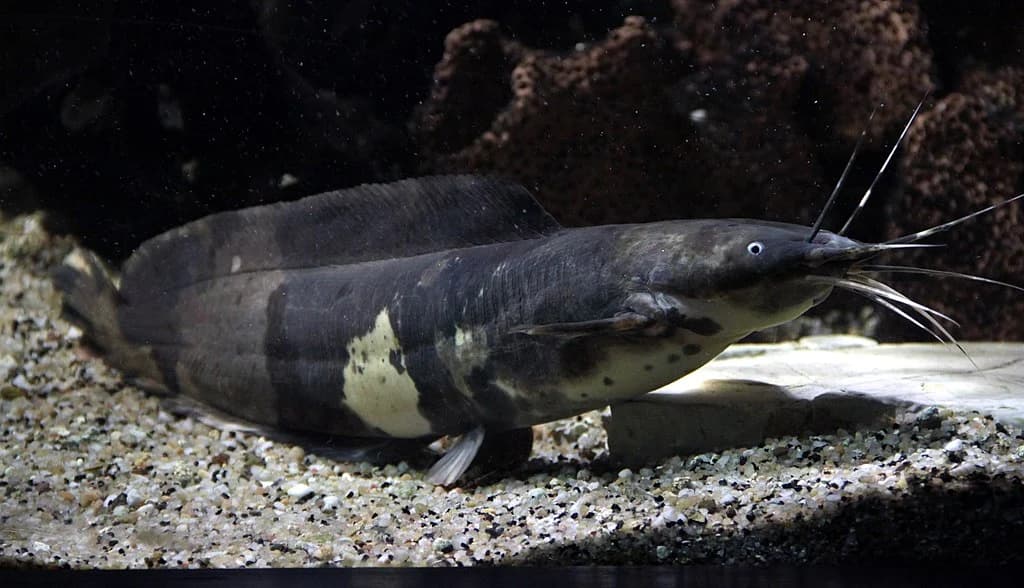 Walking Catfish