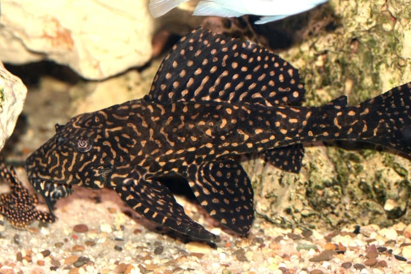 Longfin Bristlenose Catfish