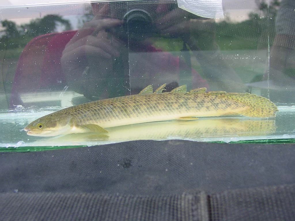 Polypterus palmas