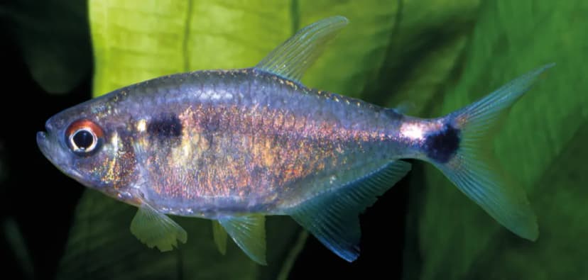 Head-and-Tail Light Tetra