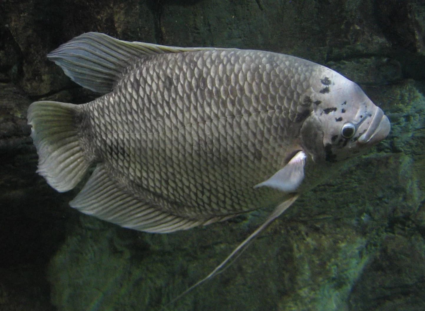 Osphronemus gourami