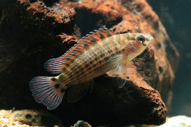 Chameleon Fish