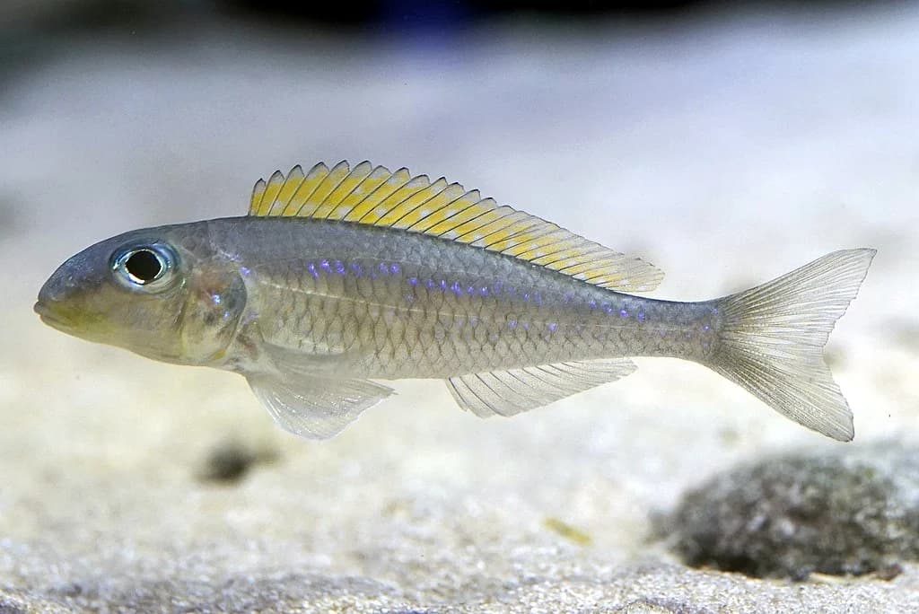 Yellowfin Xenotilapia