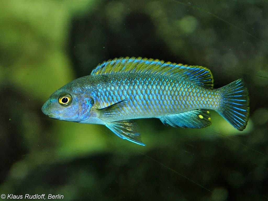 Labeotropheus Trewavasae