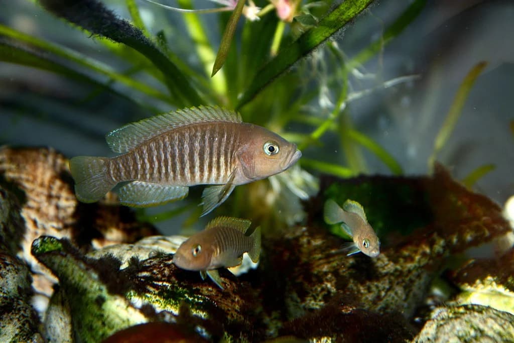 Neolamprologus Multifasciatus