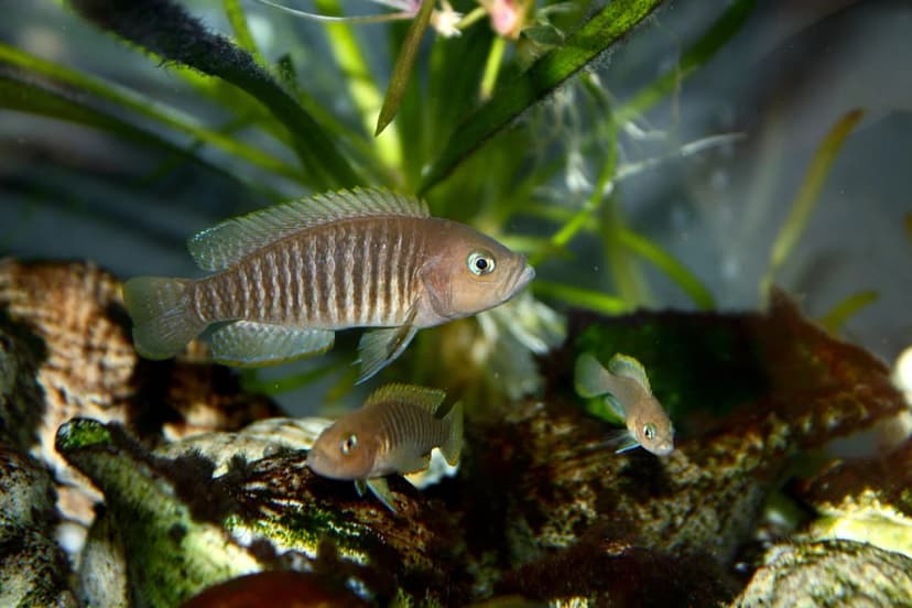 Neolamprologus Multifasciatus