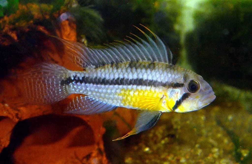 Cockatoo Dwarf Cichlid