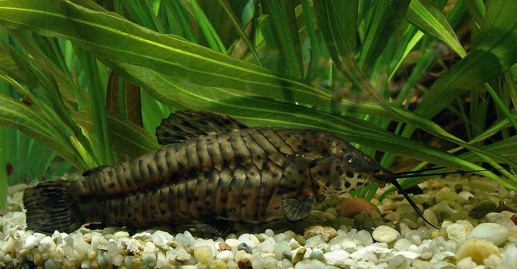 Spotted Hoplo Catfish