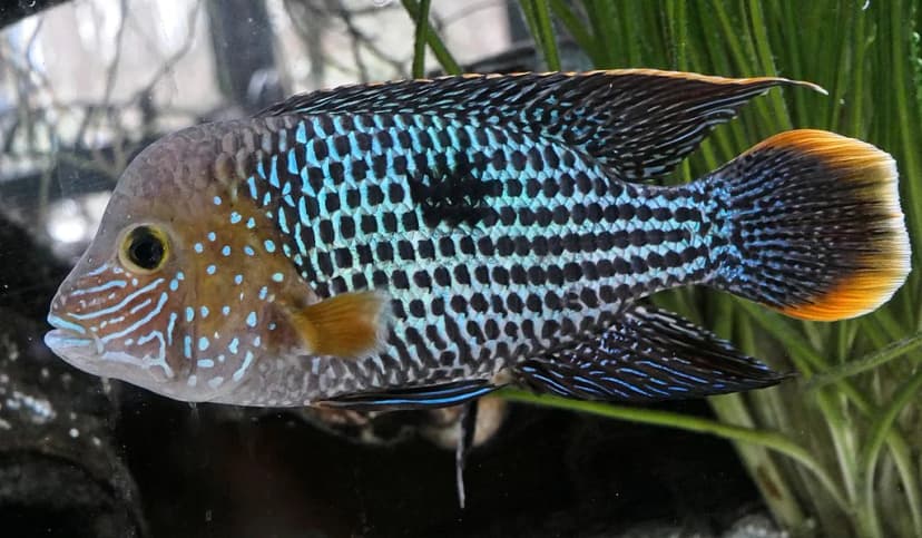 Blue Acara