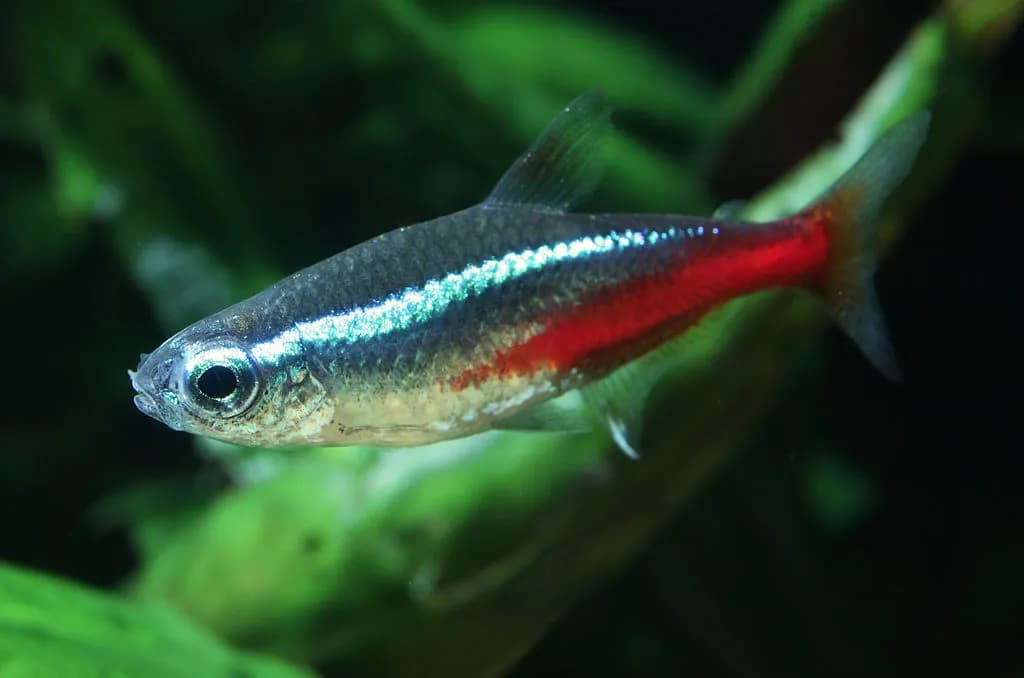 Neon Tetra