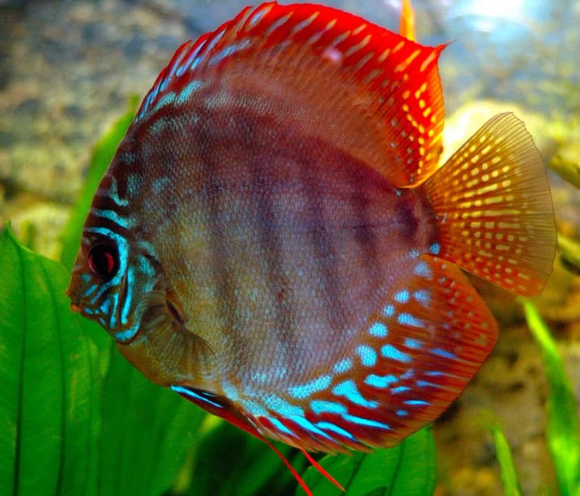 Discus Fish