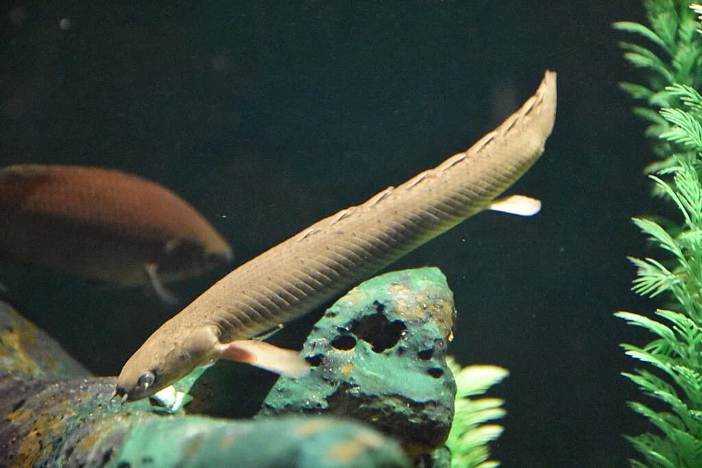 Polypterus bichir