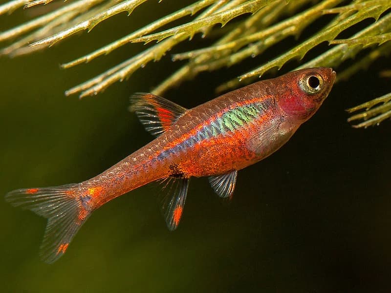 Chili Rasbora