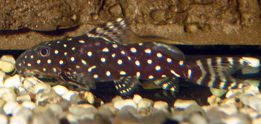 Angelic Synodontis