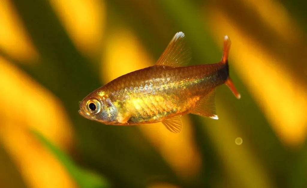 Silver-Tipped Tetra