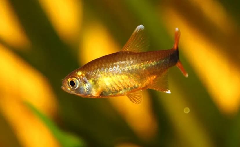 Silver-Tipped Tetra