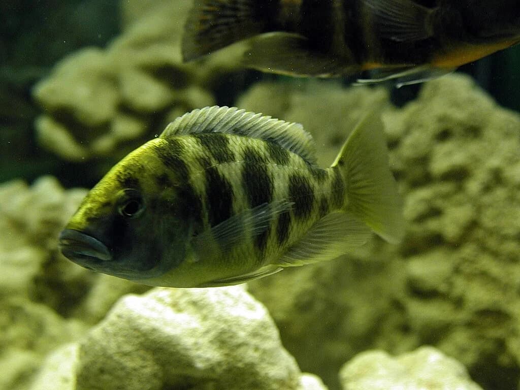 Venustus Cichlid