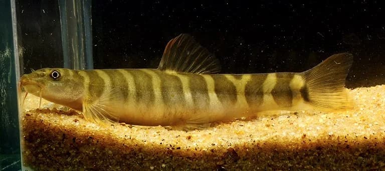 Banded Mountain Loach