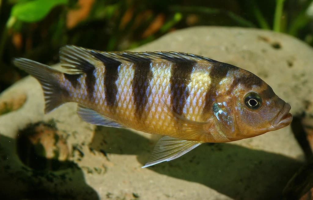 Kenyi Cichlid