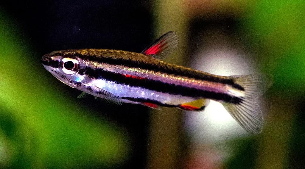 Dwarf Pencilfish