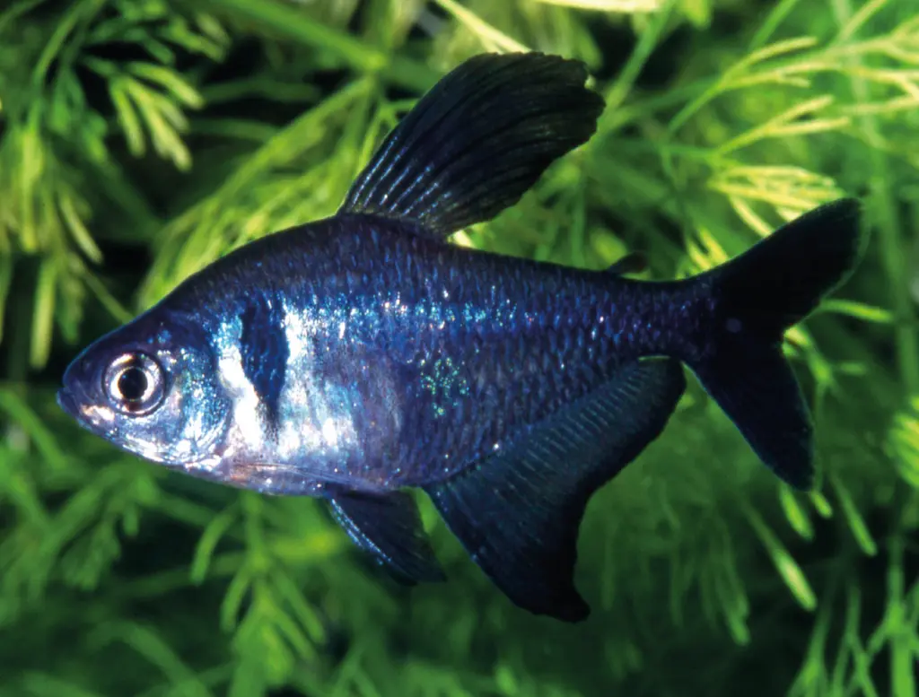 Black Phantom Tetra