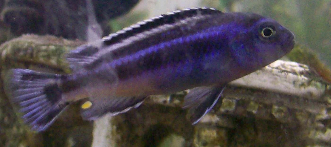 Electric Blue Johanni Cichlid
