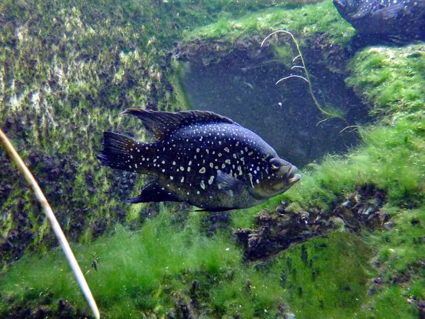 Polleni Cichlid