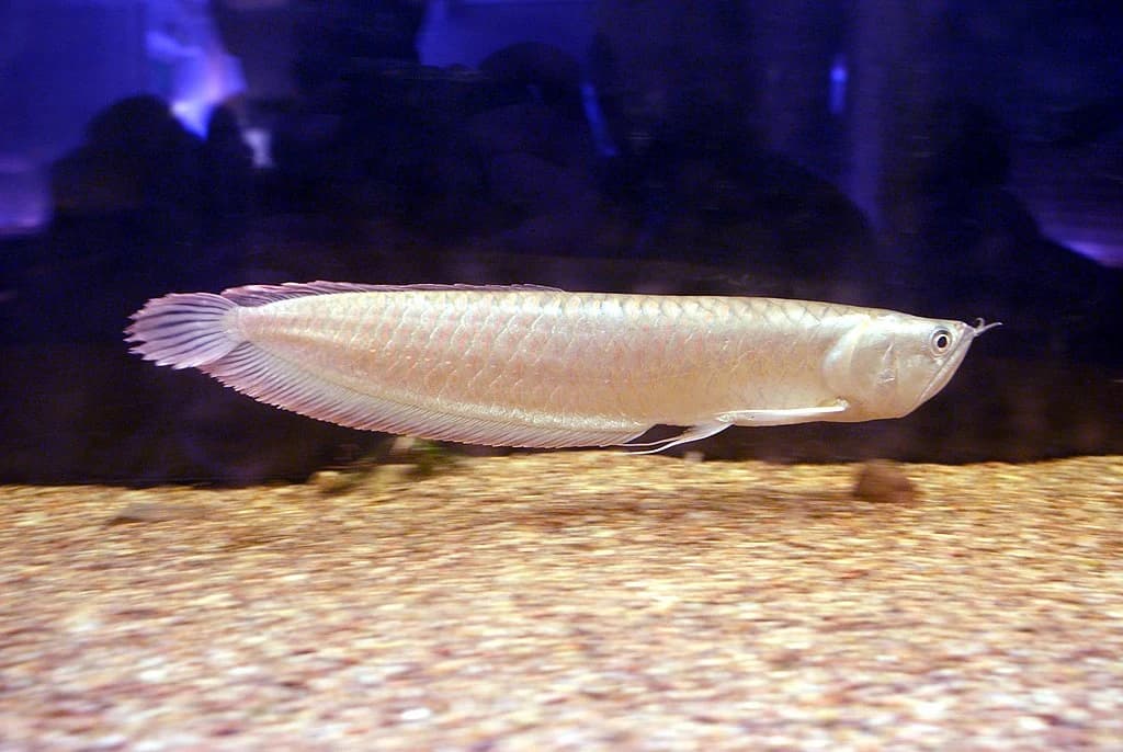 Silver Arowana