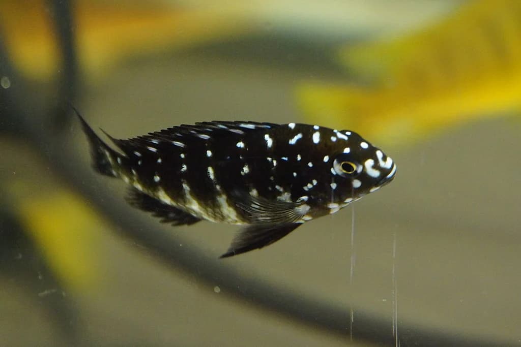 Duboisi Cichlid