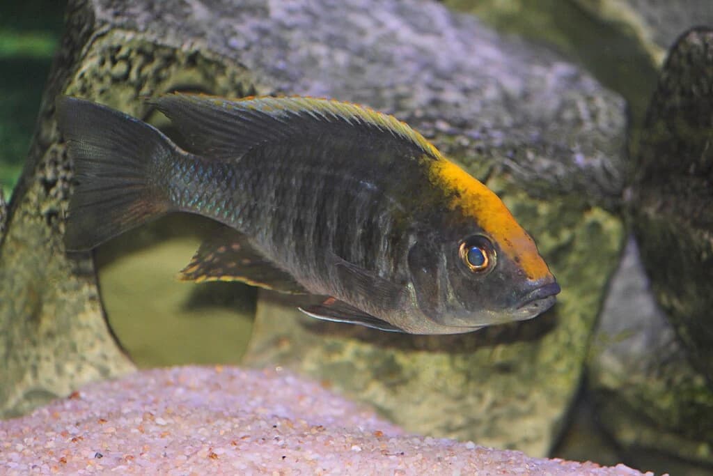 Sulfur-Head Peacock Cichlid