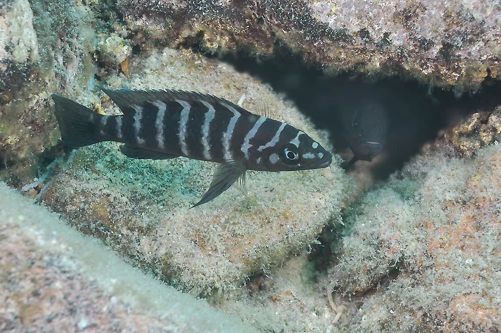 Cylindricus Cichlid