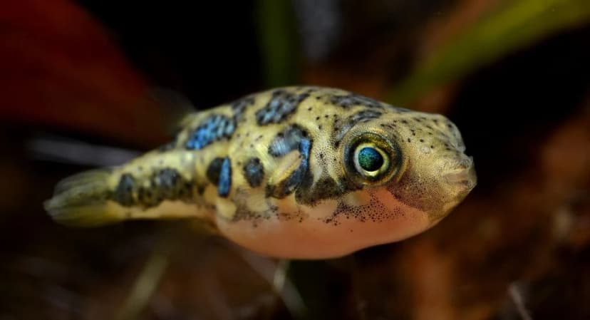 Dwarf Pufferfish