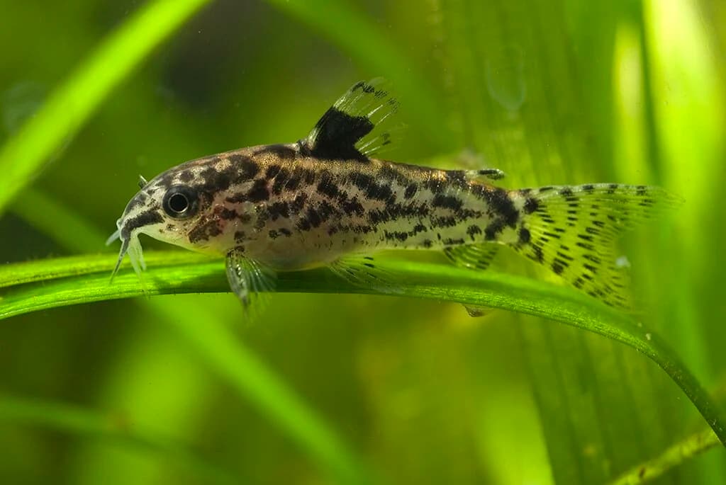 Dwarf Aspidoras