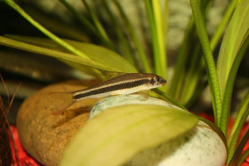 Garra cambodgiensis