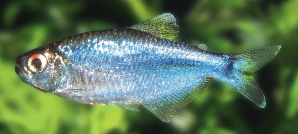 Blue Tetra