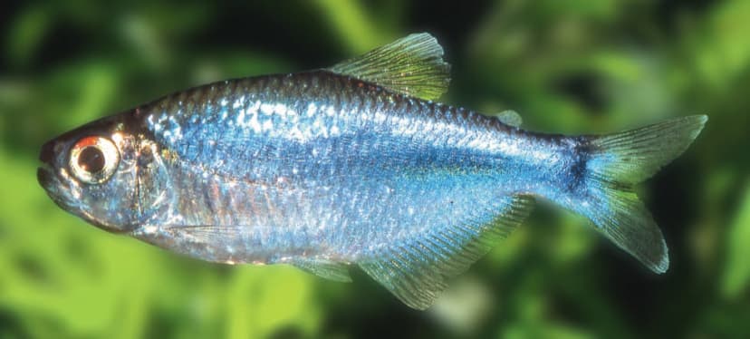 Blue Tetra