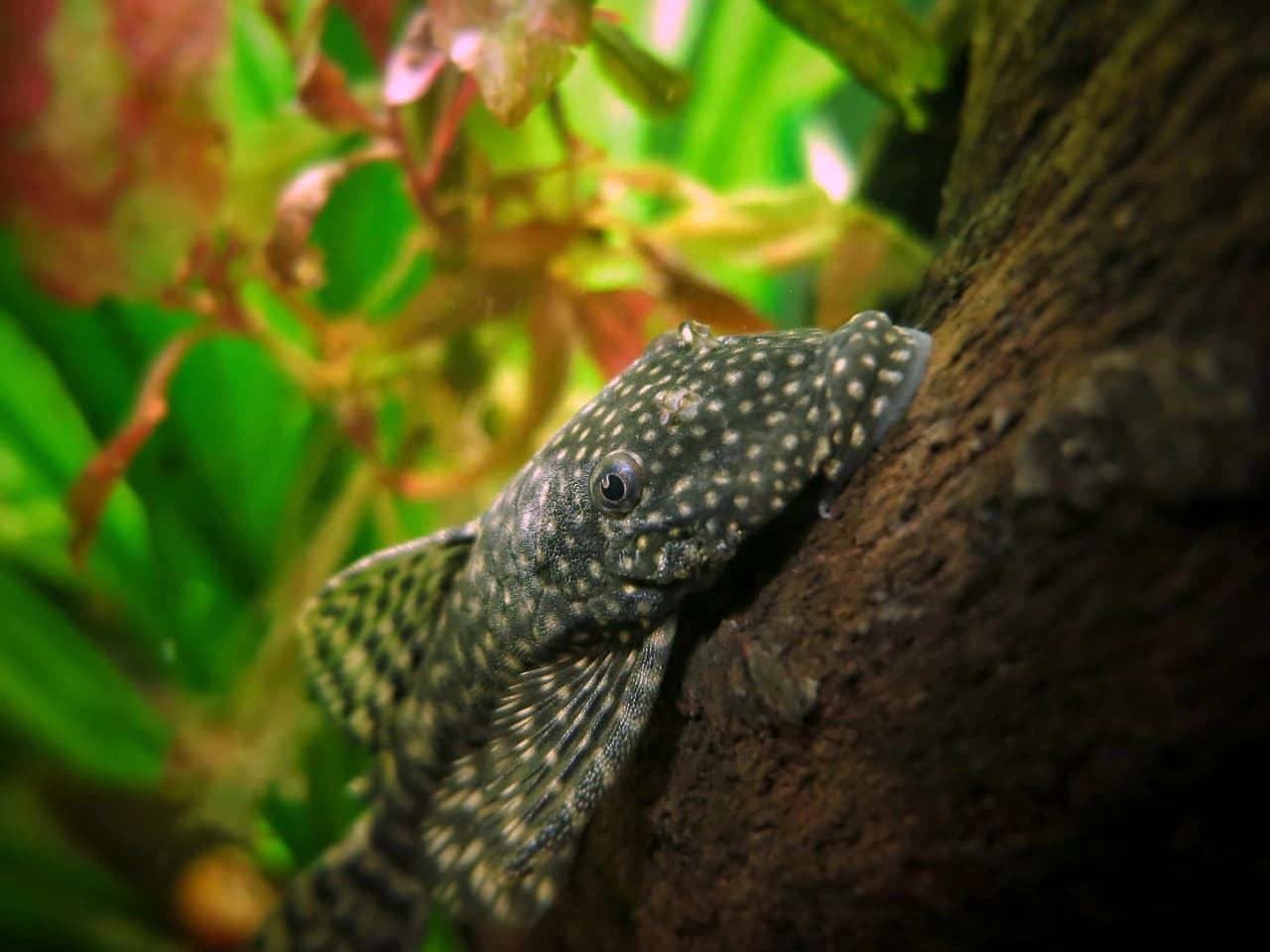 Bristlenose Catfish