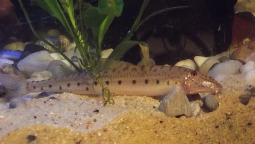 Horseface Loach