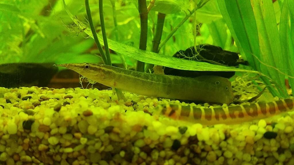 Siamese Spiny Eel