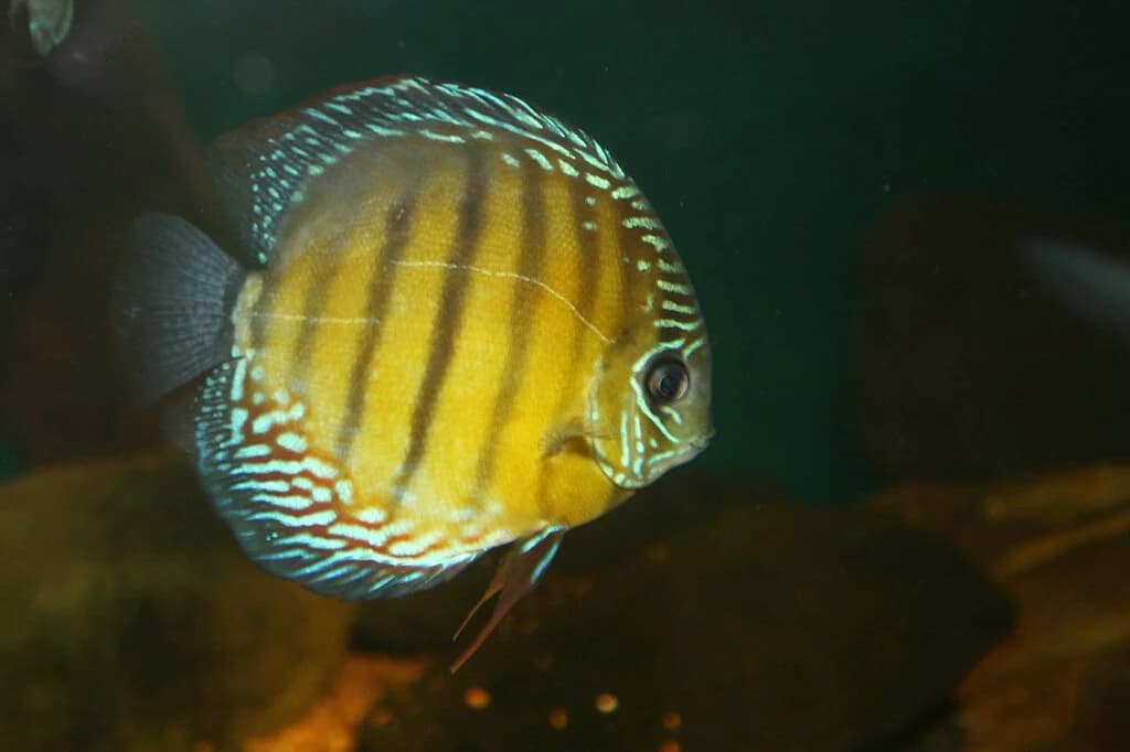 Heckel Discus