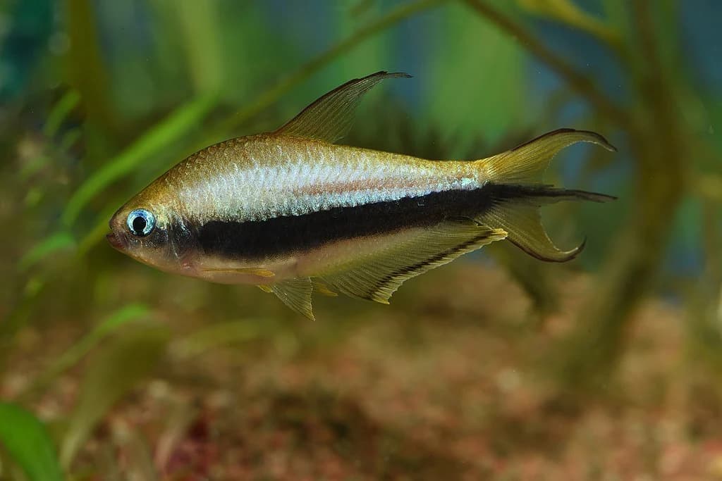 Palmer's Tetra